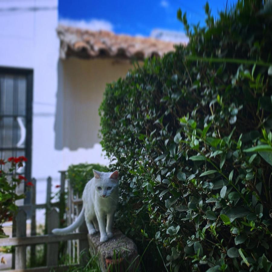 Cool Cat House Cusco Exterior foto